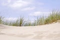 Beach sand dune grasses Royalty Free Stock Photo