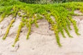 Beach Sand Dunes Aloe Plants