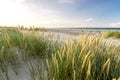 Beach with sand dunes and marram grass in soft evening sunset light. Royalty Free Stock Photo