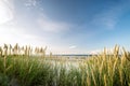 Beach with sand dunes and marram grass in soft evening sunset light. Royalty Free Stock Photo