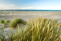 Beach with sand dunes and marram grass in soft evening sunset light. Royalty Free Stock Photo