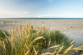 Beach with sand dunes and marram grass in soft sunrise sunset light. Skagen Nordstrand, Denmark. Skagerrak, Kattegat. Royalty Free Stock Photo