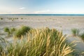 Beach with sand dunes and marram grass in soft sunrise sunset light. Skagen Nordstrand, Denmark. Skagerrak, Kattegat. Royalty Free Stock Photo