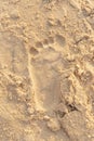 Beach sand footprint ocean coast sea. Close-up Royalty Free Stock Photo