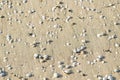 Beach sand full of clam shells