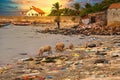 Beach sand and ocean with so many garbage with pigs eating plastic pollution in Senegal Royalty Free Stock Photo