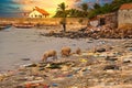 Beach sand and ocean with so many garbage with pigs eating plastic pollution in Senegal