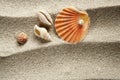 Beach sand pearl shell summer vacation Royalty Free Stock Photo