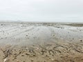 A beach with sand, rocks and shells lying Royalty Free Stock Photo