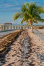 Beach sand with seaweed and palm trees in the early morning Royalty Free Stock Photo