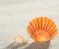 Beach sand shell tropical perfect summer vacation Royalty Free Stock Photo