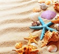 Beach sand with shells and starfish Royalty Free Stock Photo