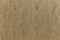 Beach sand with shells and traces care waves Royalty Free Stock Photo