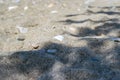 Beach sand stone shadow Royalty Free Stock Photo