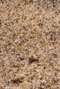 Beach sand texture background with tiny stones Royalty Free Stock Photo