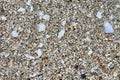 Beach Sand Texture with Shell Fragments Royalty Free Stock Photo