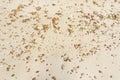 Beach sand texture with small rock for background Royalty Free Stock Photo