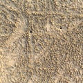 Beach sand texture traces crabs Nature.