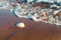 Beach: Sand, Water, Shell Royalty Free Stock Photo