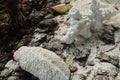 Beach sand white soil seashell