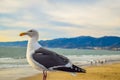 Beach Santa Monica pier at sunset, Los Angeles Royalty Free Stock Photo