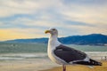 Beach Santa Monica pier at sunset, Los Angeles Royalty Free Stock Photo