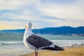 Beach Santa Monica pier at sunset, Los Angeles Royalty Free Stock Photo