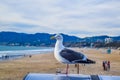 Beach Santa Monica pier at sunset, Los Angeles Royalty Free Stock Photo