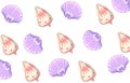 Beach scallop shell summet timeclam illustration wnite background Royalty Free Stock Photo