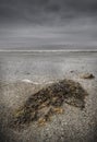 Beach scene with Sea Weed and Fog Royalty Free Stock Photo