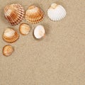 Beach scene in summer vacation with sand, sea shells and copyspace