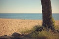 Beach scene with tree and surf Royalty Free Stock Photo