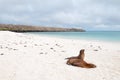 Beach scene with two Galapagos Sea-Lions Royalty Free Stock Photo