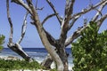 Beach Scenery With Dead Trees Royalty Free Stock Photo