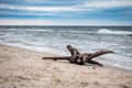 Beach, sea, bough and blue sky