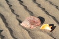 Beach and sea shell, Royalty Free Stock Photo