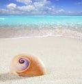 Beach sea snail tropical white sand closeup macro Royalty Free Stock Photo