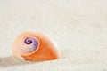 Beach sea snail tropical white sand closeup macro Royalty Free Stock Photo