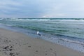 beach 1 seagull evening Fischland Germany