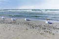 beach 4 seagulls evening Fischland Germany