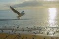 Beach seagulls at sunrise Royalty Free Stock Photo