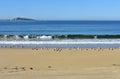 Beach with seagulls and waves. Blue sea with foam, sunny day, blue sky. Galicia, Spain.