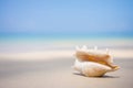 A beach with seashell of lambis truncata on wet sand. Tropical p