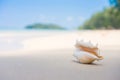 A beach with seashell of lambis truncata on wet sand. Tropical p Royalty Free Stock Photo