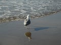 Beach and seasight at Wijk aan Zee