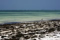 beach seaweed and bird in zanzibar