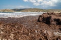 Beach section with brown algae off the Prasonisi peninsula on Rhodes island, Greece Royalty Free Stock Photo