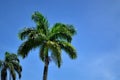 Foliage of Wodyetia bifurcata on sunny day Royalty Free Stock Photo