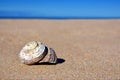 Beach Shell Royalty Free Stock Photo