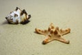 Beach shell and starfish